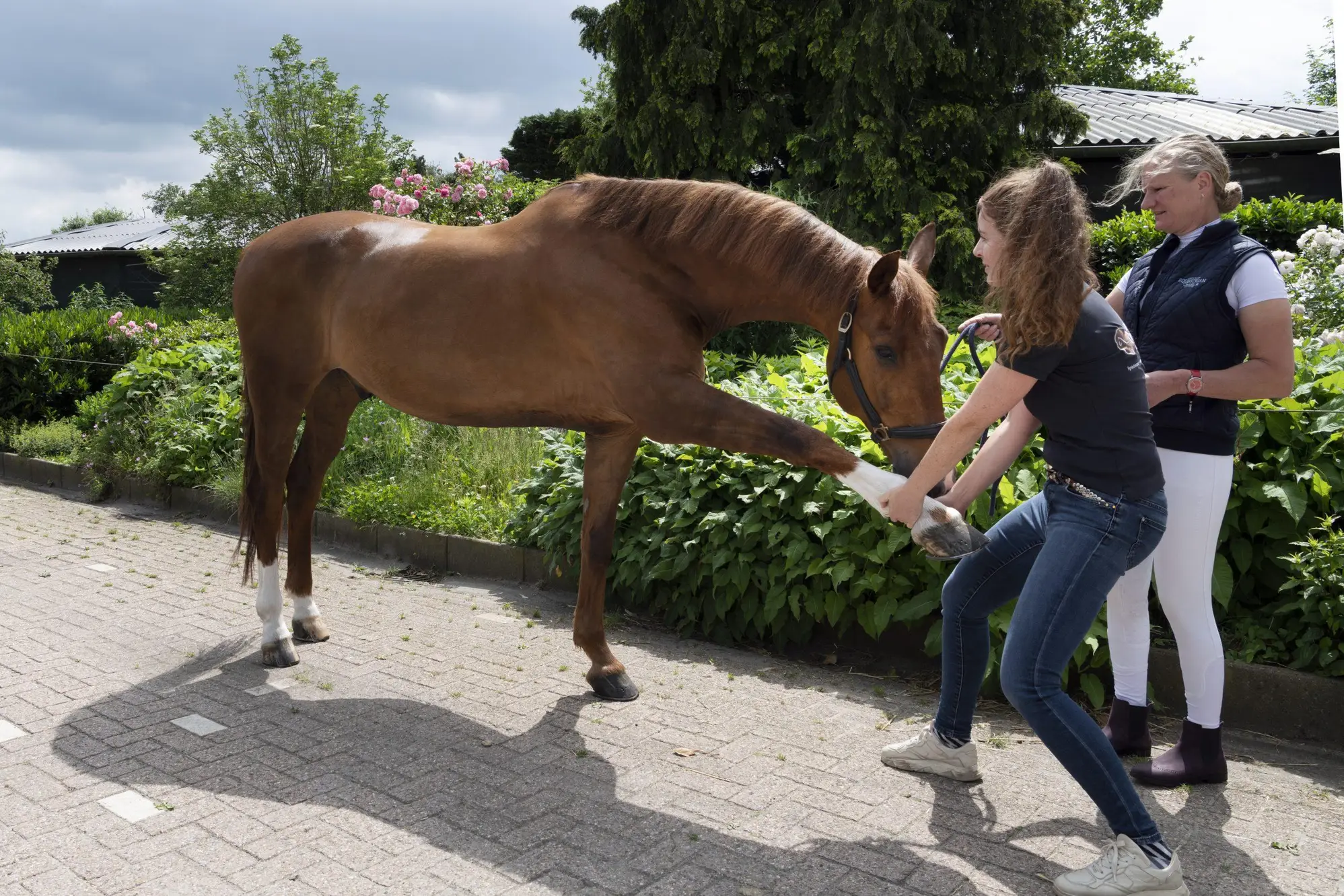 themadag artrose bij paarden